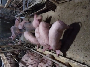 porci de vinzare două scrofiță - imagine 2