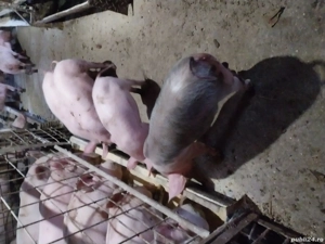 porci de vinzare două scrofiță