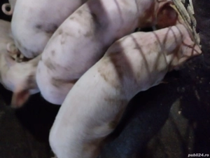 porci de vinzare două scrofiță - imagine 3