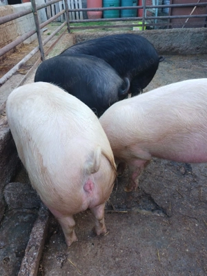Vand porc 100kg | Porci pentru sacrificat