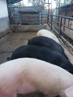 Vand porc 100kg | Porci pentru sacrificat - imagine 2