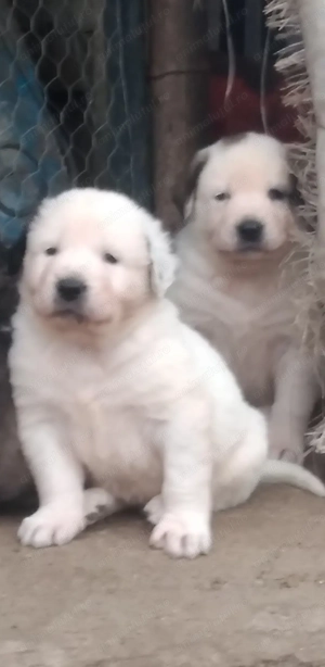 Ursuleții de Asia Centrala 