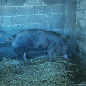 Vind porc pentru sacrificat 