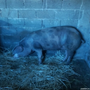 Vind porc pentru sacrificat  - imagine 3