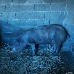 Vind porc pentru sacrificat  - imagine 5