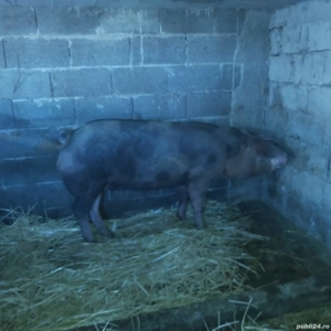 Vind porc pentru sacrificat  - imagine 2