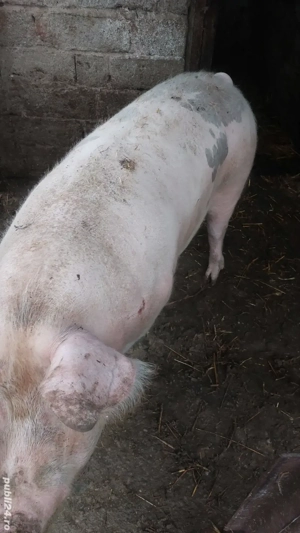 Vand porc rasa pietrean