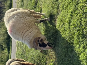 Berbec oaches de vanzare - imagine 2