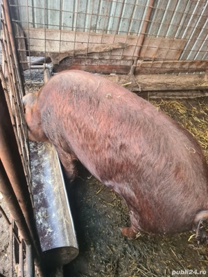 porc de vânzare  13 lei kg  - imagine 4