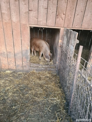 porc de vânzare  13 lei kg  - imagine 3