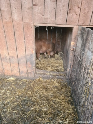 porc de vânzare  13 lei kg  - imagine 5