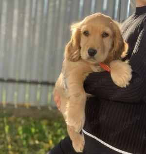 Donez cocker spaniel