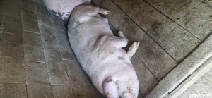 vand porci 130 160kg  - imagine 2