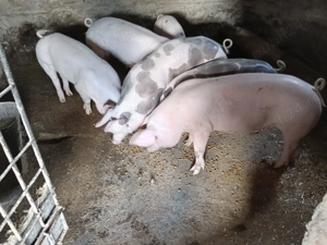 Grăsuni de vânzare 80 kg