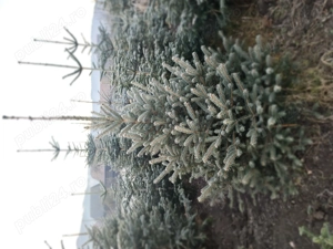 Brad argintiu cu balot de pamant