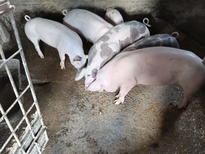 Porci de vânzare 80-100kg - imagine 5
