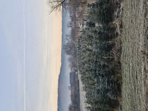 Brad argintiu cu balot de pamant - imagine 2