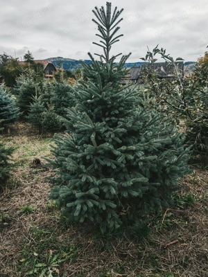 Brad argintiu cu balot de pamant - imagine 4