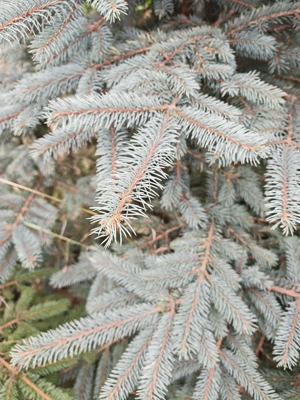 Brad argintiu cu balot de pamant - imagine 3