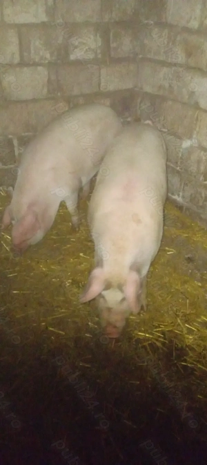 Vand porci aproximativ 100 kg