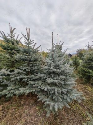 Brad argintiu cu balot de pamant - imagine 5