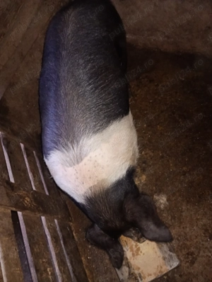 Vând porc 150-160 kg Urgent 