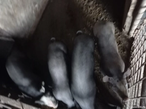 Porcii de vanzare  - imagine 2