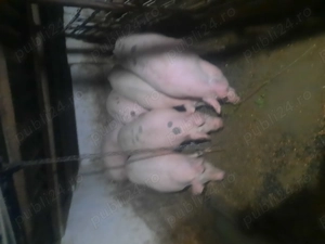 Vand porci grași preț 15 ron  kg