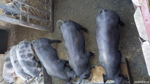 De vanzare soldanii - imagine 4