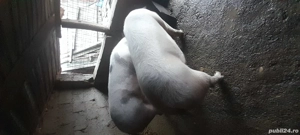 Porci de vânzare,pentru Crăciun! 