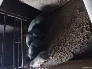 De vanzare soldanii - imagine 5