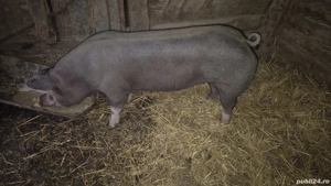 porci de carne  - imagine 5