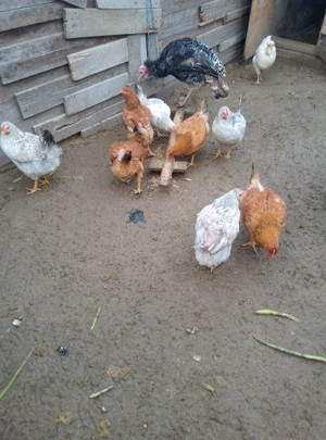 Vând puici rasă mixta