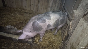 porci de carne  - imagine 4