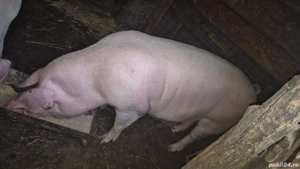 porci de carne  - imagine 2