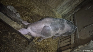 porci de carne  - imagine 3