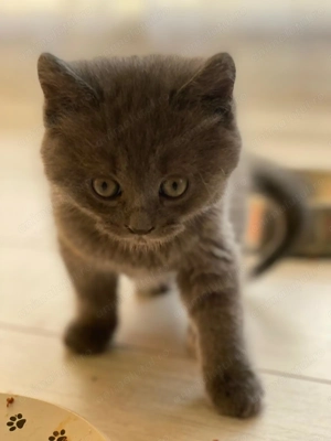 Metisi pufosi deosebiti 750 lei