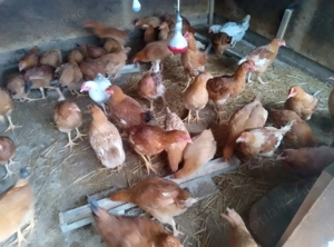 Vând puici rasă mixta - imagine 2