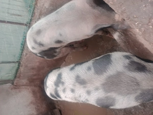 Vînd porc de 230 de kg