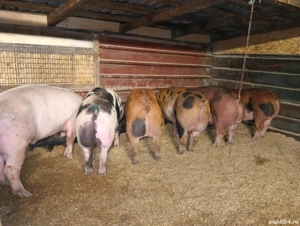 Vand porci super calitate