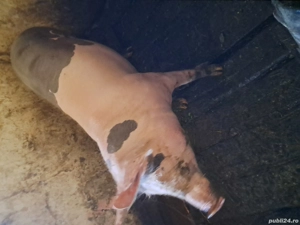 VÂND purcea de taiat tânără  - imagine 3