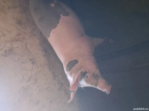 VÂND purcea de taiat tânără 