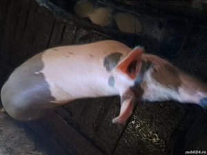 VÂND purcea de taiat tânără  - imagine 2