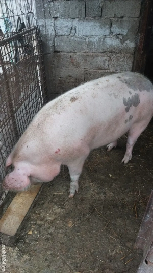 Vand porc rasa pietrean - imagine 3