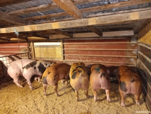 Vand porci de carne - imagine 2