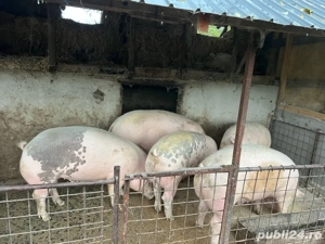 Porci de vanzare. intre 120-200 kg 