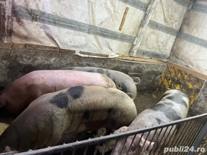Porci de vanzare. intre 120-200 kg  - imagine 4