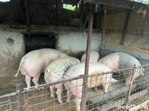 Porci de vanzare. intre 120-200 kg  - imagine 2