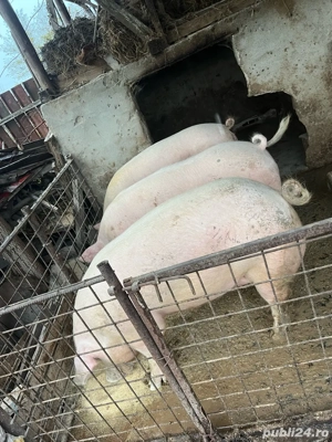 Porci de vanzare. intre 120-200 kg  - imagine 3