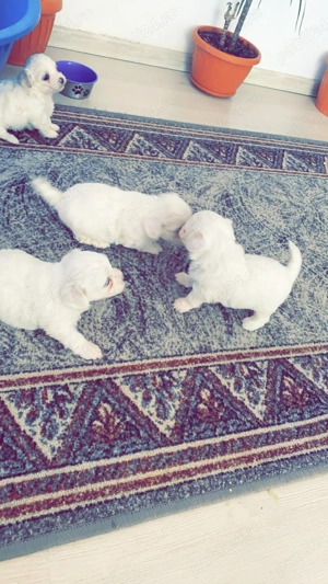 Disponibil Bisho Maltezi